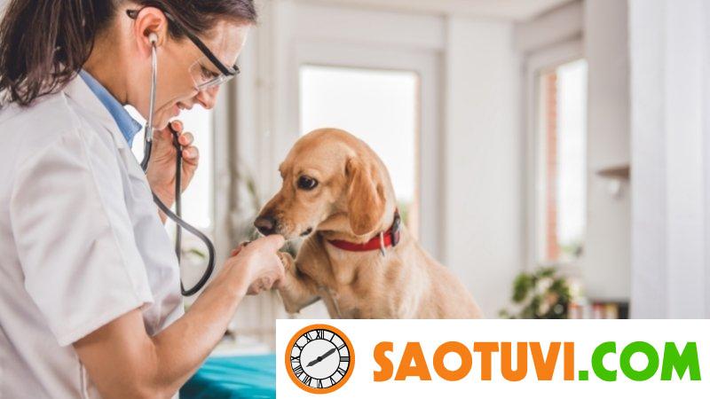 Bác sĩ thú y là gì? Những tố chất cần có của bác sĩ thú y Bác sĩ thú y là gì?