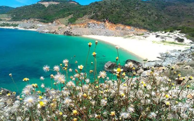 bai-chuoi-dao-binh-hung Bãi Chuối với tên gọi thú vị là vì biển ở đây có màu xanh chuối vô cùng độc lạ