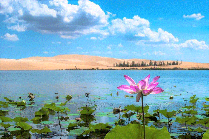 Review khu du lịch Bàu Trắng – Sa mạc “Thu nhỏ” trên đất Bình Thuận