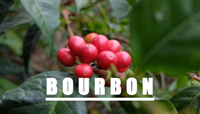 bourbon-coffee bourbon coffee có vẻ ngoài hấp dẫn
