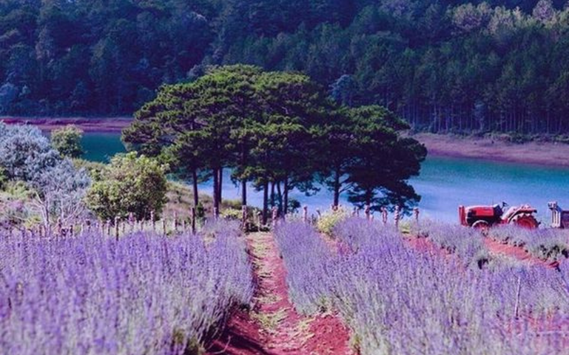 cac-vuon-hoa-dep-nhat-o-da-lat Vườn hoa này đặc biệt là vì nằm ngay cạnh bên hồ Tuyền Lâm