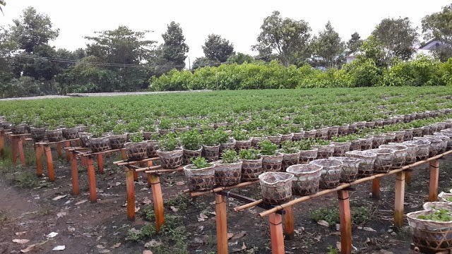 cach-lam-giau-o-nong-thon8 cách làm giàu ở nông thôn