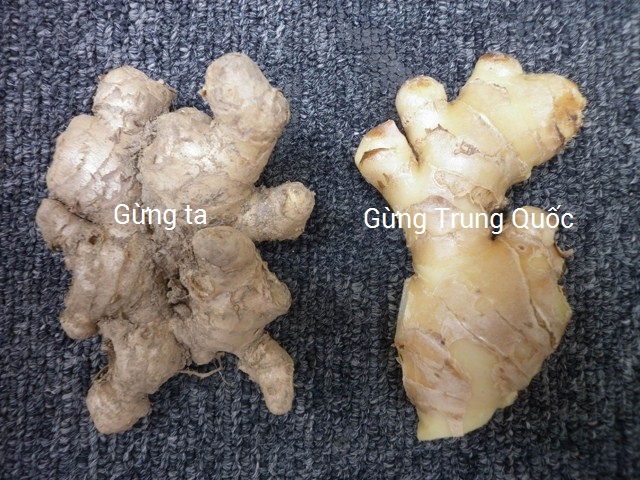 cach-lam-mut-gung1 Hướng dẫn cách làm mứt gừng