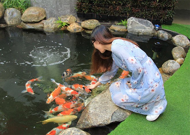 cafe-arena-koi cafe cá Koi arena