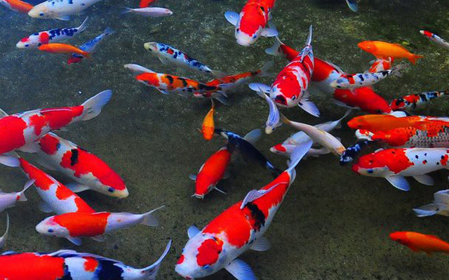 cafe-ca-koi-1 cafe cá Koi đậm sắc màu