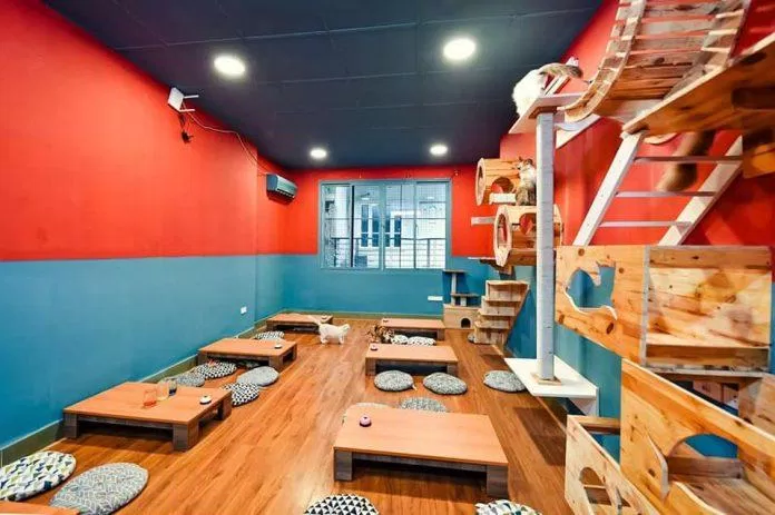 cafe-meo-ha-noi-19-696x463-1 Quán có tông màu xanh - đỏ cực nổi bật (Ảnh: Facebook Pet Island)