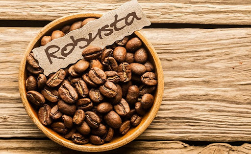 cafe-robusta robusta là một trong các loại cà phê hấp dẫn