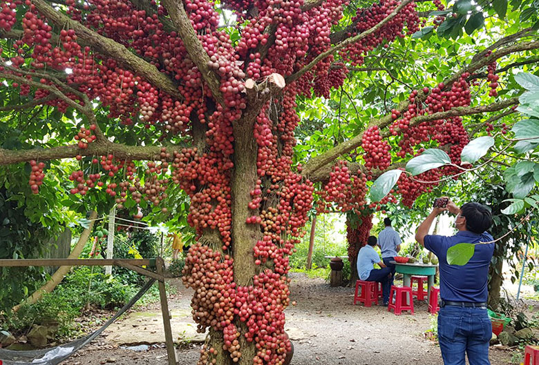 cao-nguyen-van-hoa-9 cay-do-cao-nguyen-van-hoa