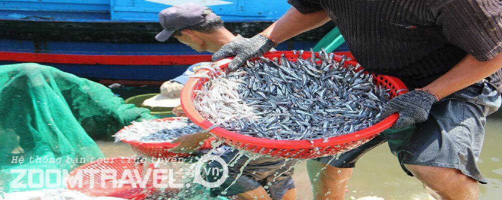 cas20cc6a1m Nguồn cá cơm dồi dào - nguyên liệu thô của nước mắm Phan Thiết