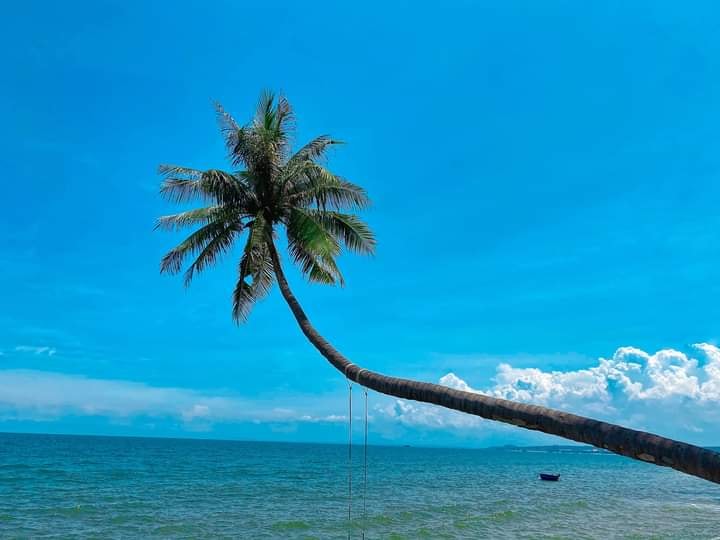Cây dừa nghiêng Mũi Né – Điểm đến sống ảo “cực lạ” của giới trẻ
