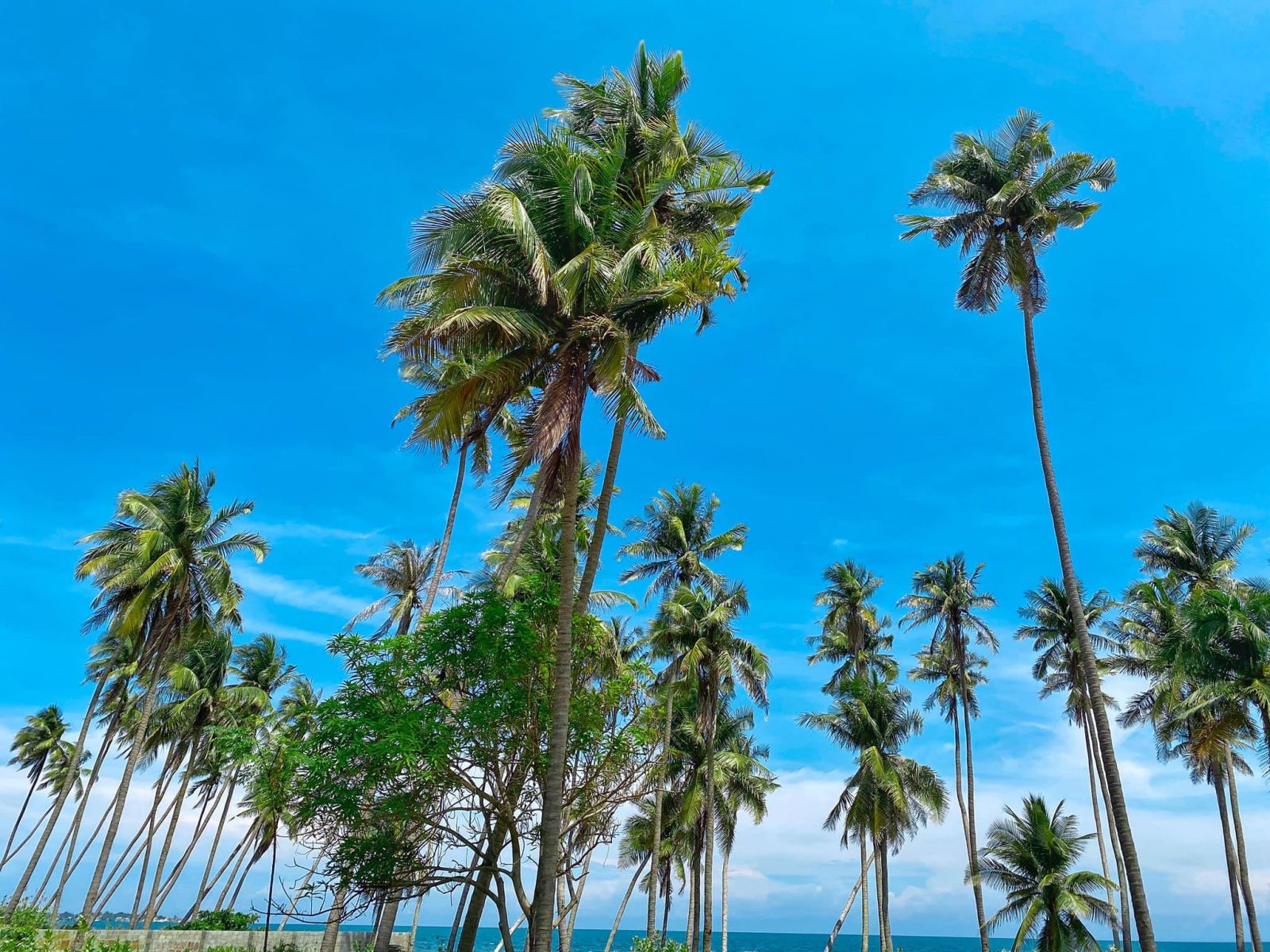 cay-dua-nghieng-mui-ne-7 kinh nghiệm tham quan cây dừa nghiêng mũi né