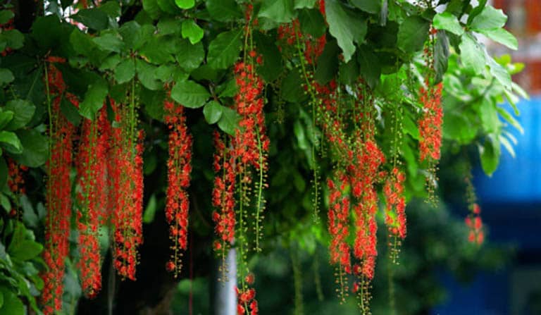 cay-loc-vung-chua-zoomtravel-1-1