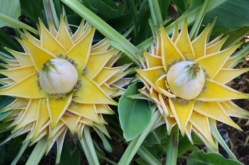 chuoi-tai-loc-duoc-san-don chuối tài lộc được nhiều người săn đón vào mỗi dịp tết