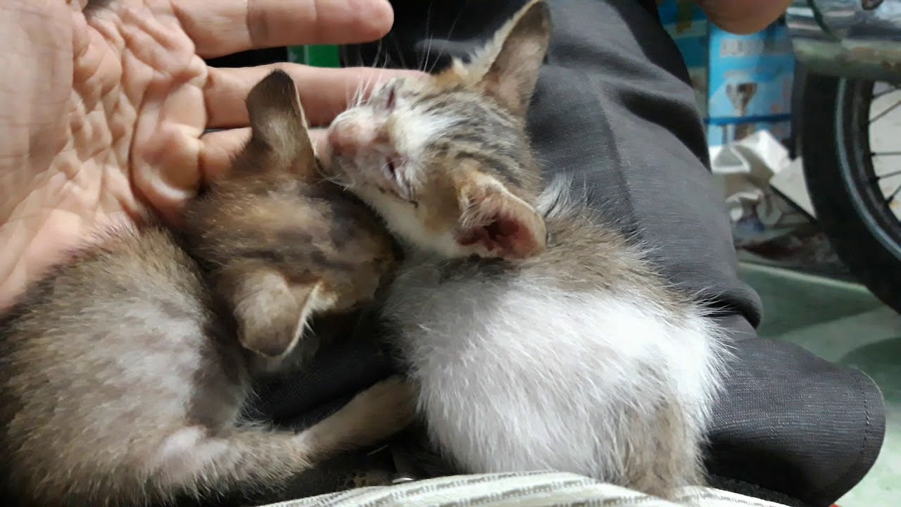 cuu-mang-cho-meo Cưu mang chó mèo cho quán cafe thú cưng