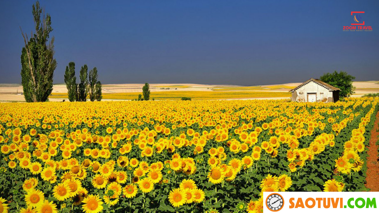 cánh đồng hoa hướng dương khi Du lịch Đà Lạt tháng 5