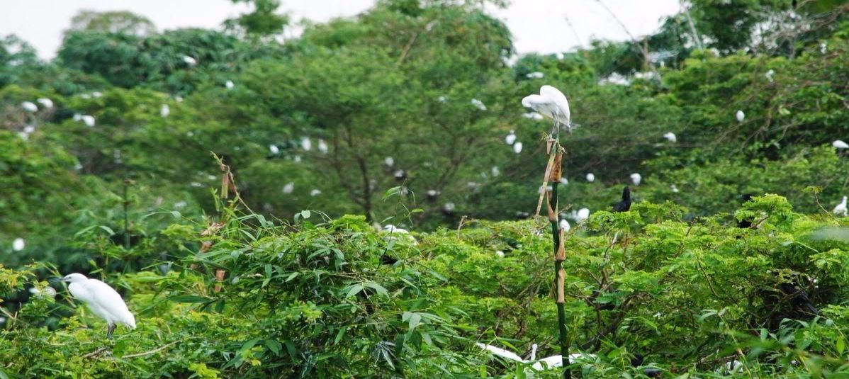 dao-co-chi-lang-2 vẻ đẹp đảo cò chi lăng