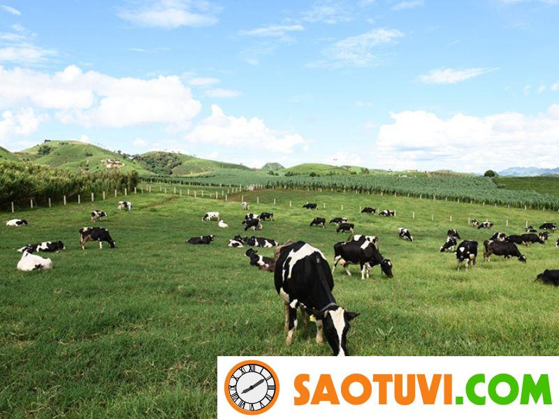 Đất ĐRM là đất gì? Thủ tục chuyển đổi đất ĐRM sang đất ở Đất chuyên trồng cỏ chăn nuôi thuộc nhóm đất ĐRM