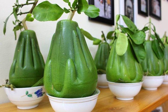 diem-mat-nhung-loai-trai-cay-tet-duoc-san-lung-nhieu-nhat1 diem-mat-nhung-loai-trai-cay-tet-duoc-san-lung-nhieu-nhat1