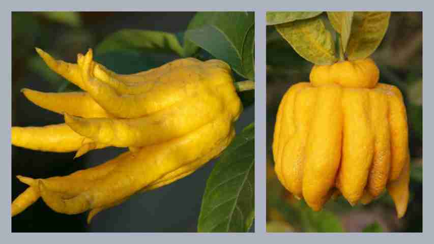 diem-mat-nhung-loai-trai-cay-tet-duoc-san-lung-nhieu-nhat4 diem-mat-nhung-loai-trai-cay-tet-duoc-san-lung-nhieu-nhat4