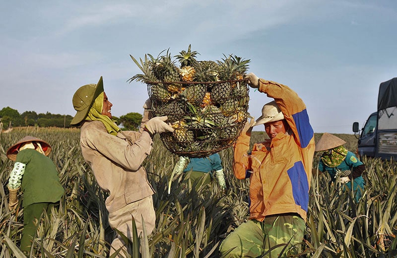 doi-dua-4-min Thu hoạch dứa trên đồi dứa Tam Điệp