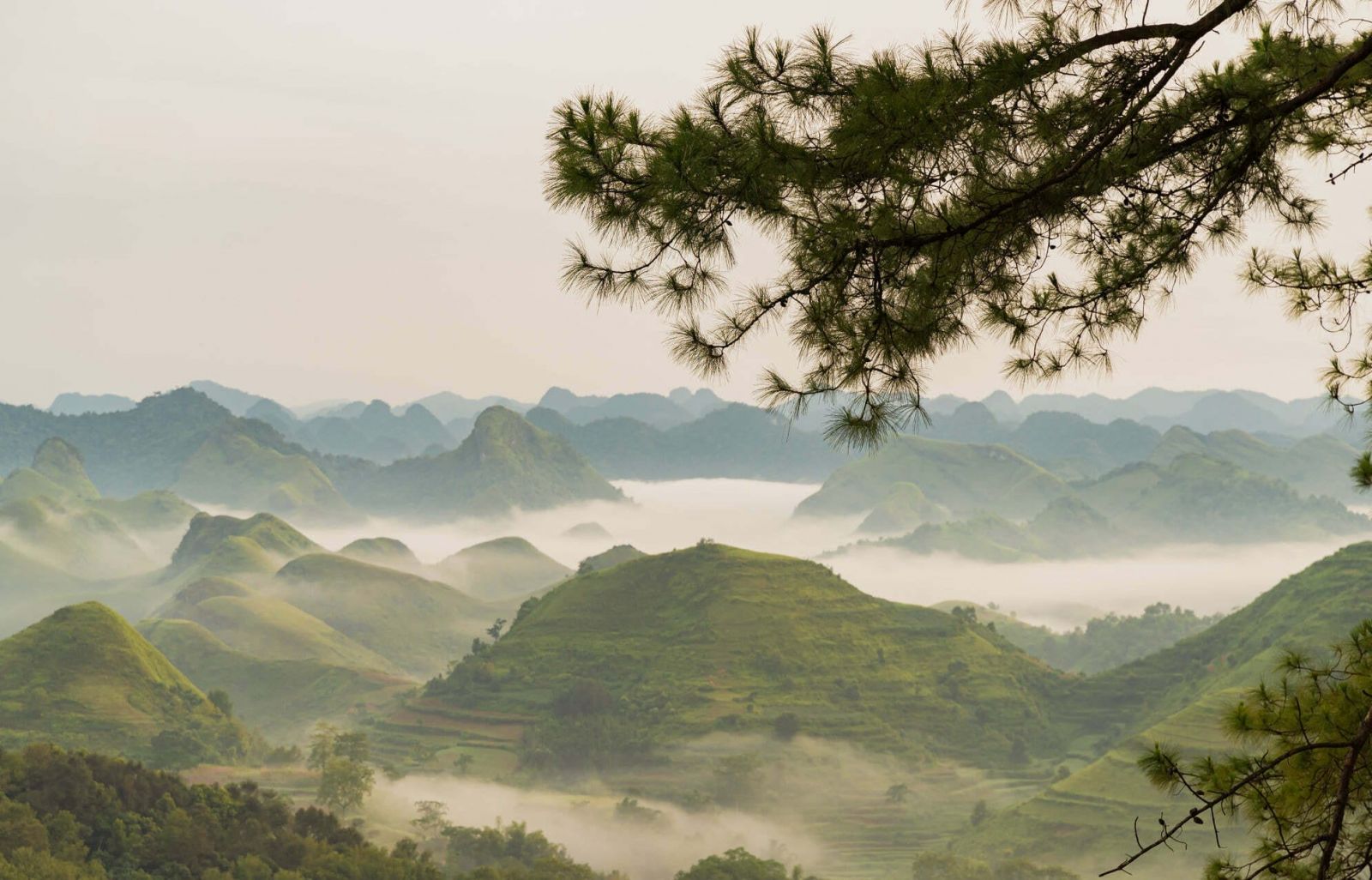 Lạc vào miền sương khói đồi thông Khau Lừa Vinh Quý ngay lòng Hạ Lang (Cao Bằng)