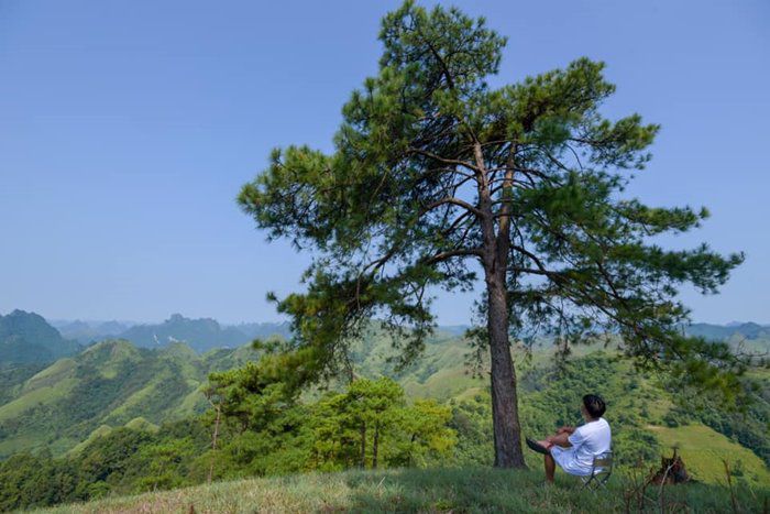 doi-thong-khau-lua-vinh-quy-8 phong cảnh đồi thông khau lừa