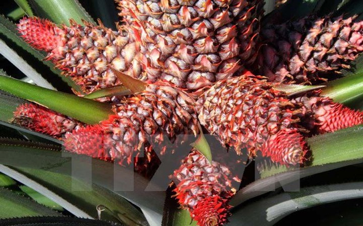 dua-long-phung-trai-cay-tet-mang-nhieu-y-nghia-1