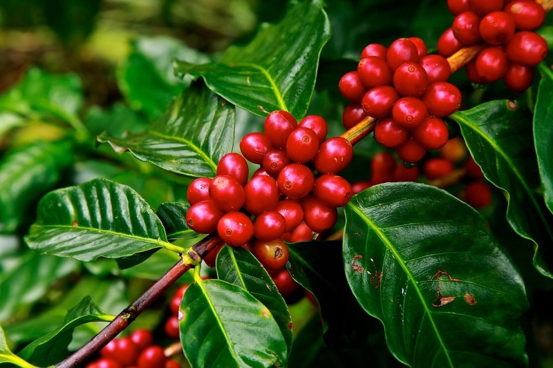 geisha-cafe nữ hoàng của các loại cà phê