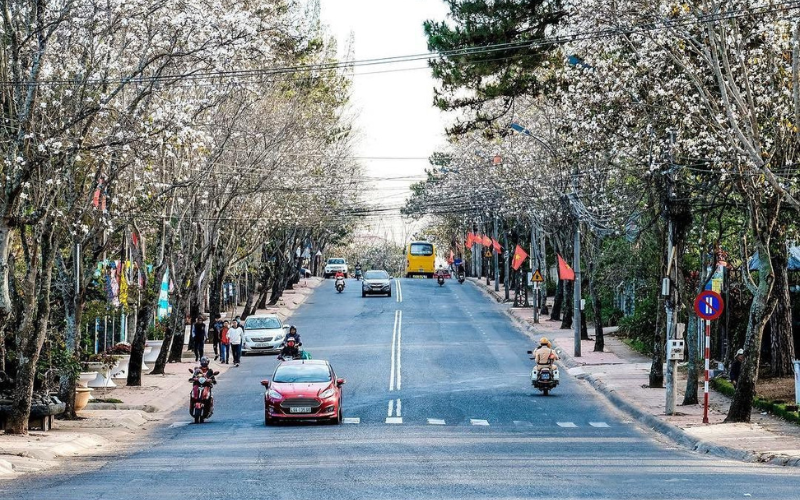 hoa-ban-trang-da-lat Truyền thuyết về loài hoa Ban này gắn liền với chuyện tình chan chứa nước mắt giữa chàng Khum và nàng Ban