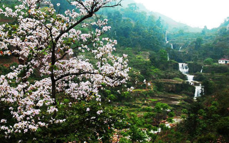 hoa-ban-trang-o-da-lat-1 Hoa ban trắng thực chất là một loài hoa có nguồn gốc từ Tây Bắc, cách rất xa so với Đà Lạt.