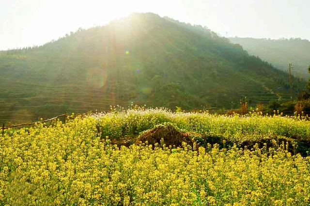 hoa-cai-ha-giang-kynghidongduong_vn-1
