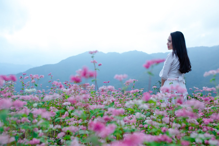 hoa-tam-giac-mach-ha-giang-dulichchat-2-1