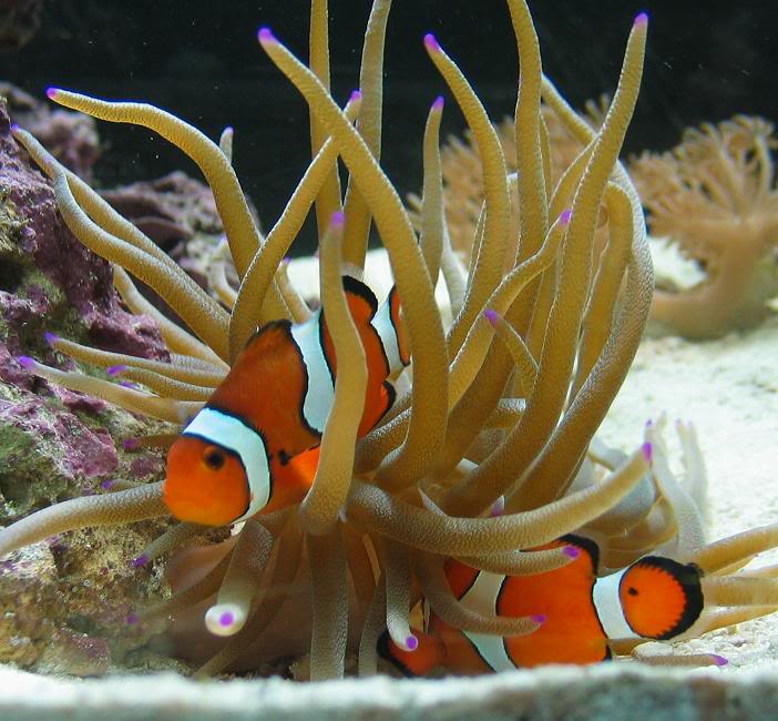 Cá Hề - một giống cá cảnh biển được yêu thích