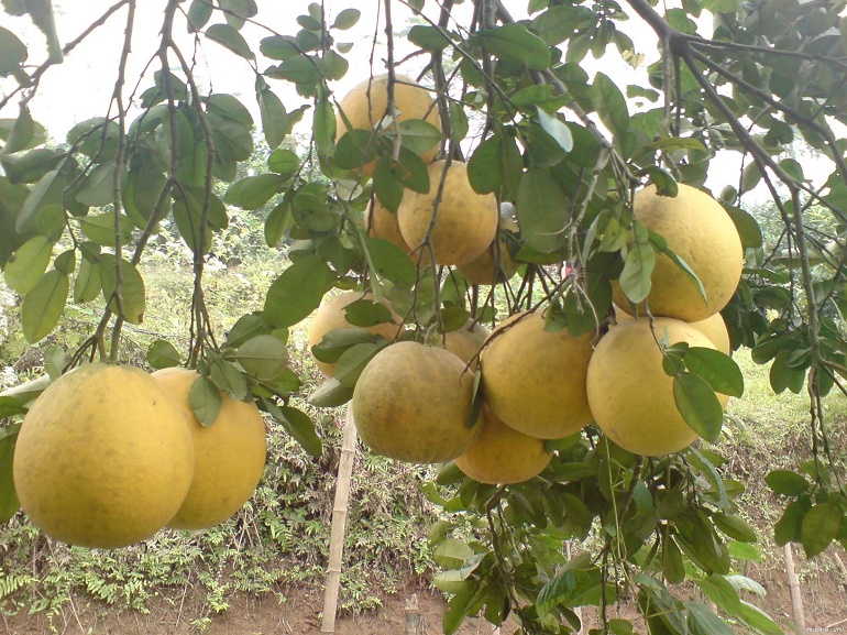 kinh-doanh-dac-san-dip-tet-co-hoi-kiem-tien-khong-the-bo-lo-2 Kinh doanh đặc sản dịp tết: Cơ hội kiếm tiền không thể bỏ lỡ