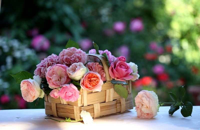 kinh-doanh-gi-voi-10-trieu-8 mới khởi nghiệp nên kinh doanh gì