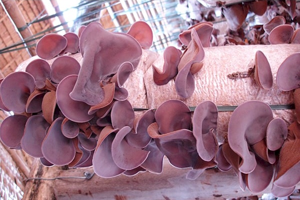 kinh-doanh-o-nong-thon1 kinh doanh ở nông thôn