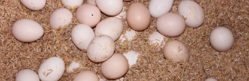 ky-thuat-chan-nuoi-ga-de-trung-nhieu-o-nong-thon2-1 ky-thuat-chan-nuoi-ga-de-trung-nhieu-o-nong-thon2