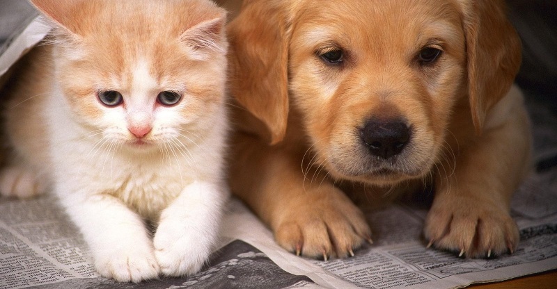 Kỹ thuật nuôi chó cảnh, 4 kinh nghiệm kinh doanh thú cưng cần có
