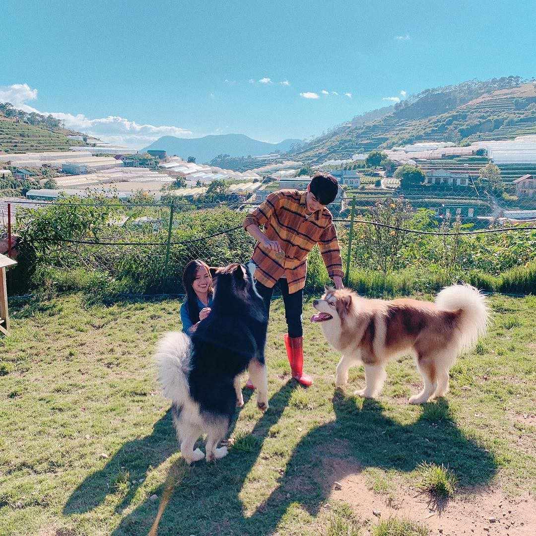 luu-y-khi-den-voi-puppy-farm nông trại cún puppy