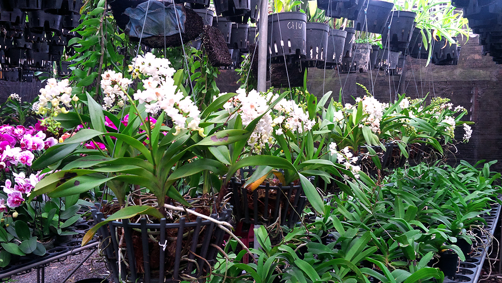 mat-hang-kinh-doanh-tet-2 tết bán gì kiếm tiền