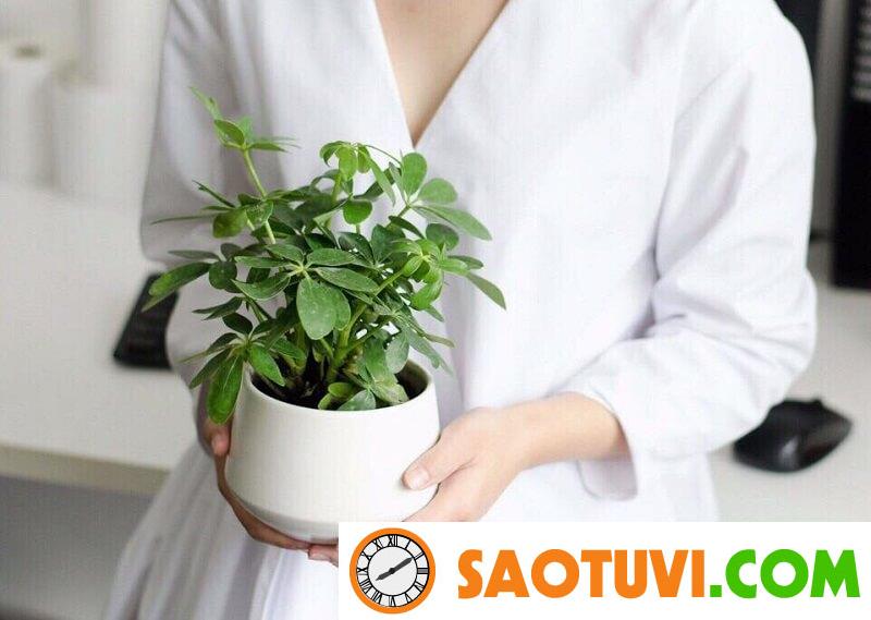 <strong>Nhà 2 cửa chính là điều tốt hay xấu? Cách hóa giải như thế nào?</strong> Trưng bày cây cảnh phong thuỷ cũng là cách hóa giải nhà hai cửa chính hay, dễ làm.