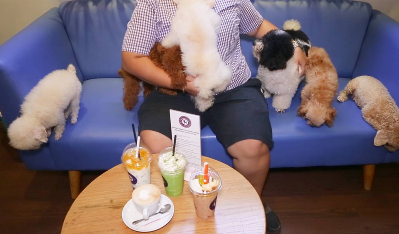 nhuoc-diem-cafe-thu-cung Nên dọn sạch quán cafe thú cưng mỗi ngày