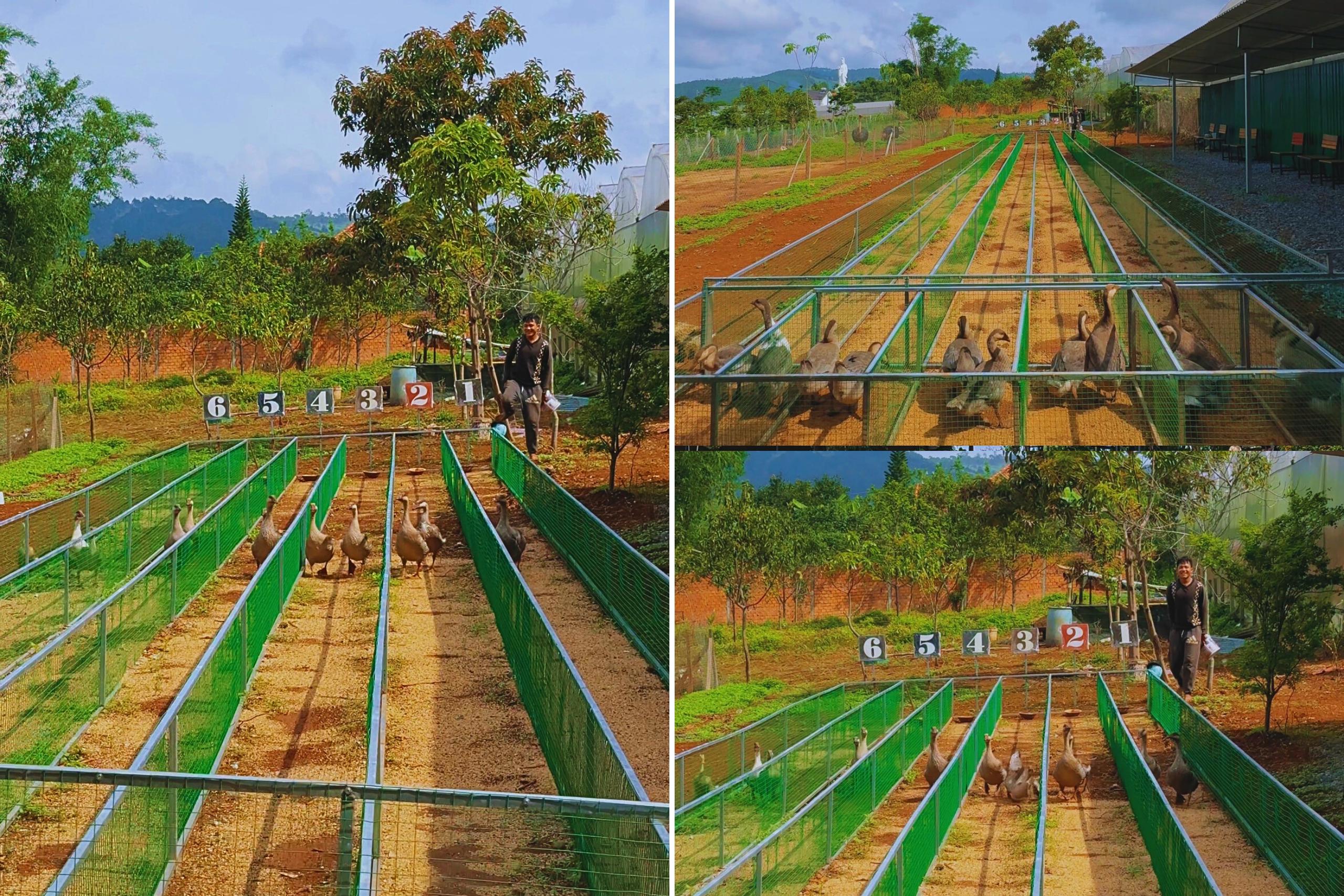 nlclmrv Cuộc thi đua vịt chỉ có tại Donki Land