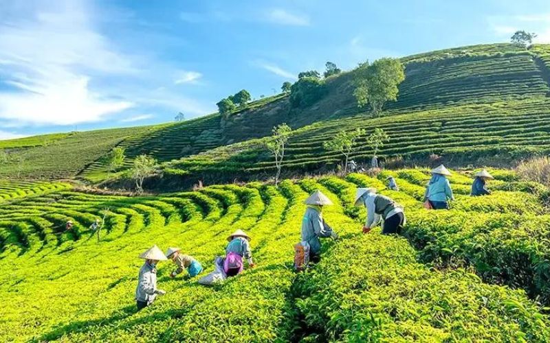 nong-trai-o-da-lat-lang-che-cau-dat Làng chè Cầu Đất là nơi cung cấp những loại chè chất lượng lớn nhất tại thành phố Đà Lạt hiện nay