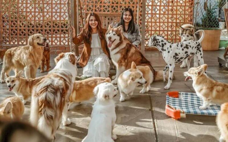 nong-trai-o-da-lat-puppy-farm Đây là một nông trại chó lớn nhất tại Đà Lạt