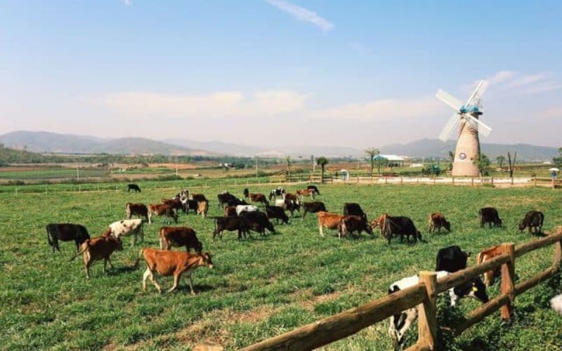 nong-trai-o-da-lat-vinamilk-organic-milk-farm Đến đây bạn sẽ được tìm hiểu về quy trình để sản xuất ra được dòng sữa sạch Organic