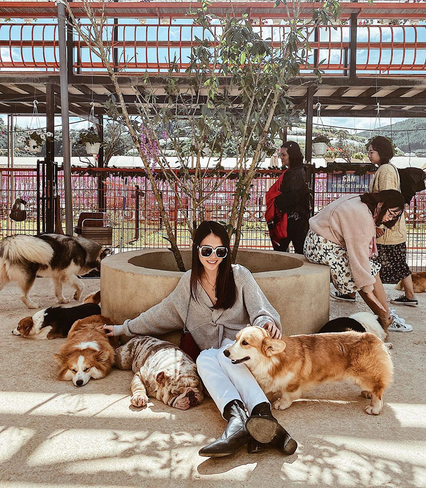 puppy-farm-nong-trai-cun-da-lat nông trại cún puppy farm đà lạt