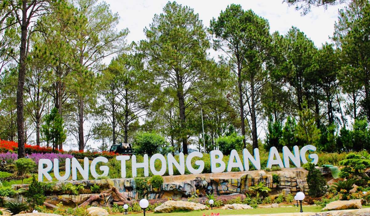 rung-thong-ban-ang-2 tổng quan rừng thông bản áng