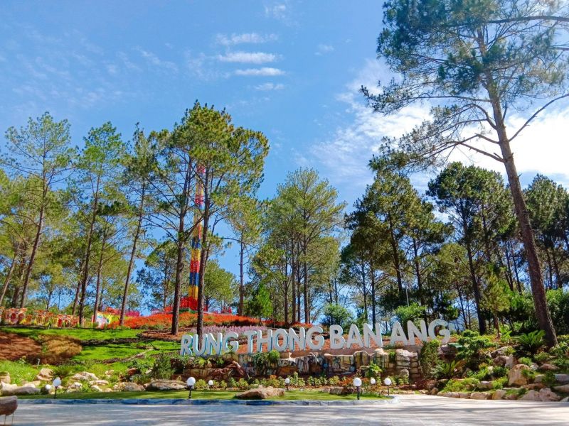 rung-thong-ban-ang-7 kinh nghiệm tham quan rừng thông bản áng