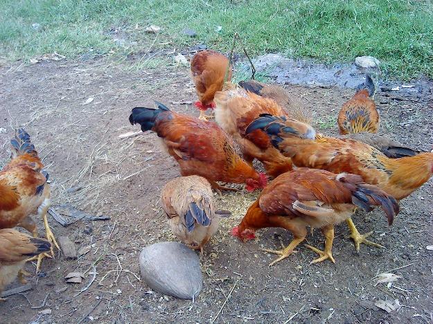 tet-ban-gi-chay-nhat1 tết bán gì kiếm tiền